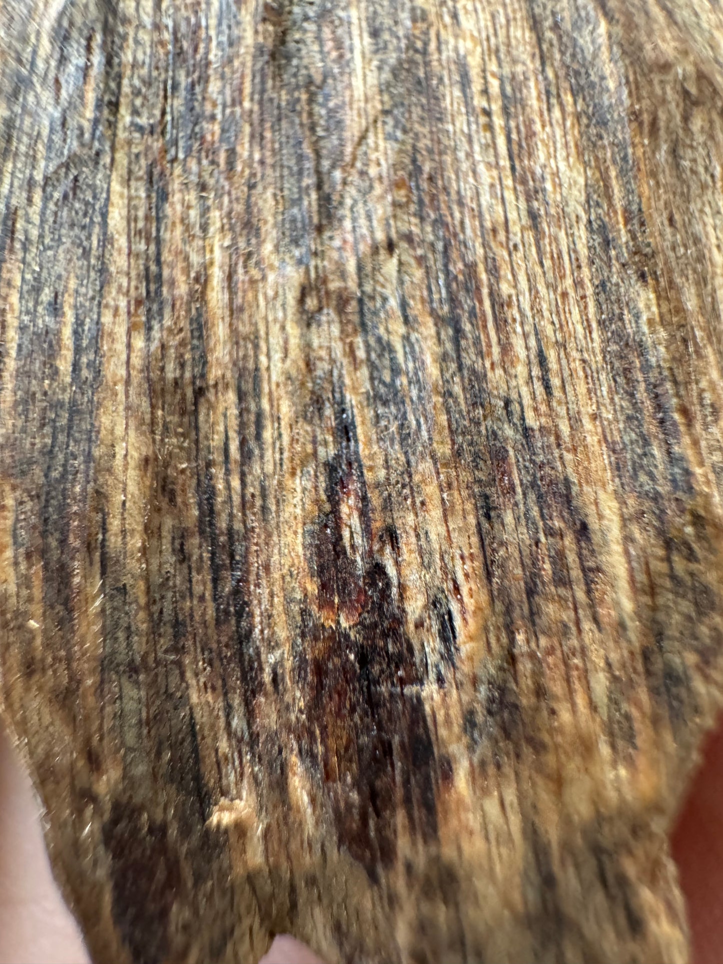 Real Ky Nam Vietnamese , Super King Of King Agarwood, Very Rare and 1000 to 2000 years old.