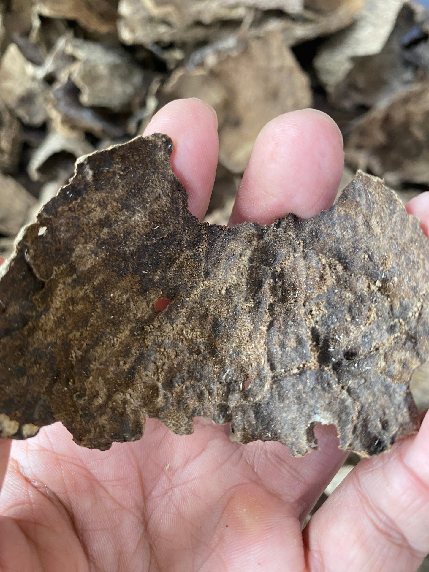 Old Agarwood Chips , Oudh Chip, High Quality Agarwood , Vietnamese Wild Agarwood Chips .
