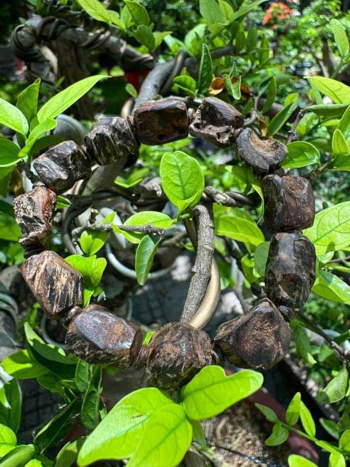 Super Rare Nha Trang Agarwood Bracelet, only 4 bracelets of agarwood, 1000 year old sediment, agarwood essence, Agarwood From Khanh Hoa