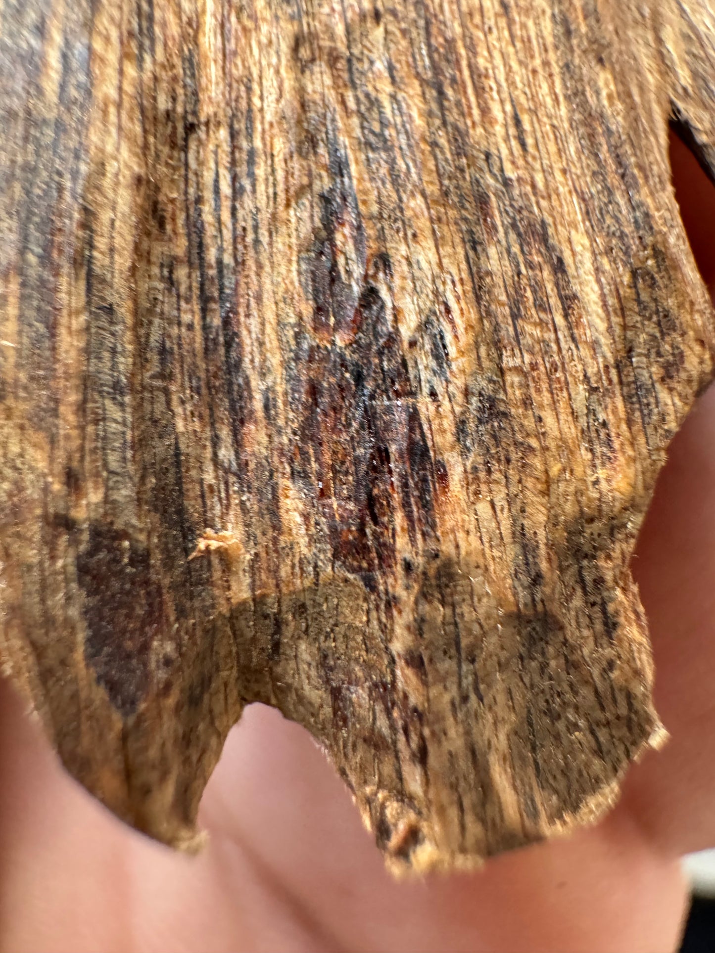 Real Ky Nam Vietnamese , Super King Of King Agarwood, Very Rare and 1000 to 2000 years old.