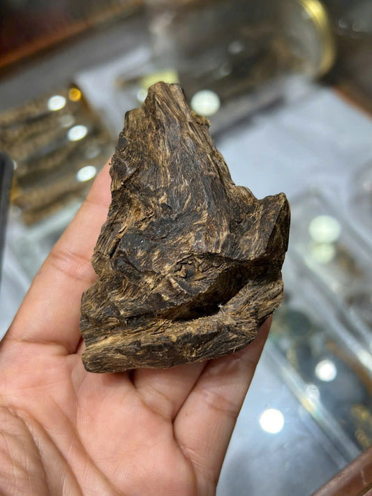 How Agarwood Is Formed – The Complete Journey from Tree to Resin
