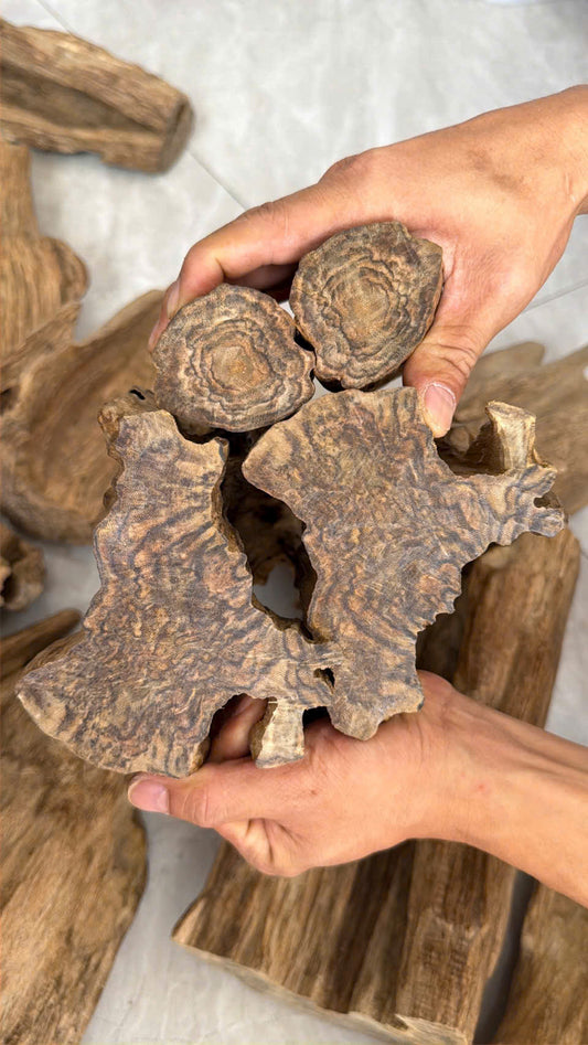 Exploring Natural Agarwood From Vietnam & Cambodia