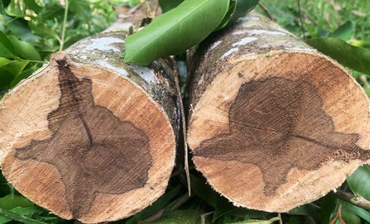 What Is the Aquilaria Tree? A Complete Guide to the Tree That Produces Agarwood