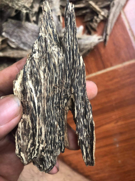 How Agarwood Forms: The Amazing Natural Defense Mechanism of the Aquilaria Tree