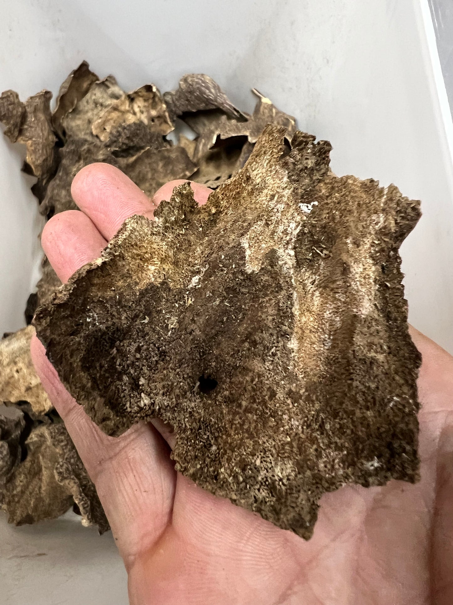 Agarwood Chips From Nha Trang - 1kilo