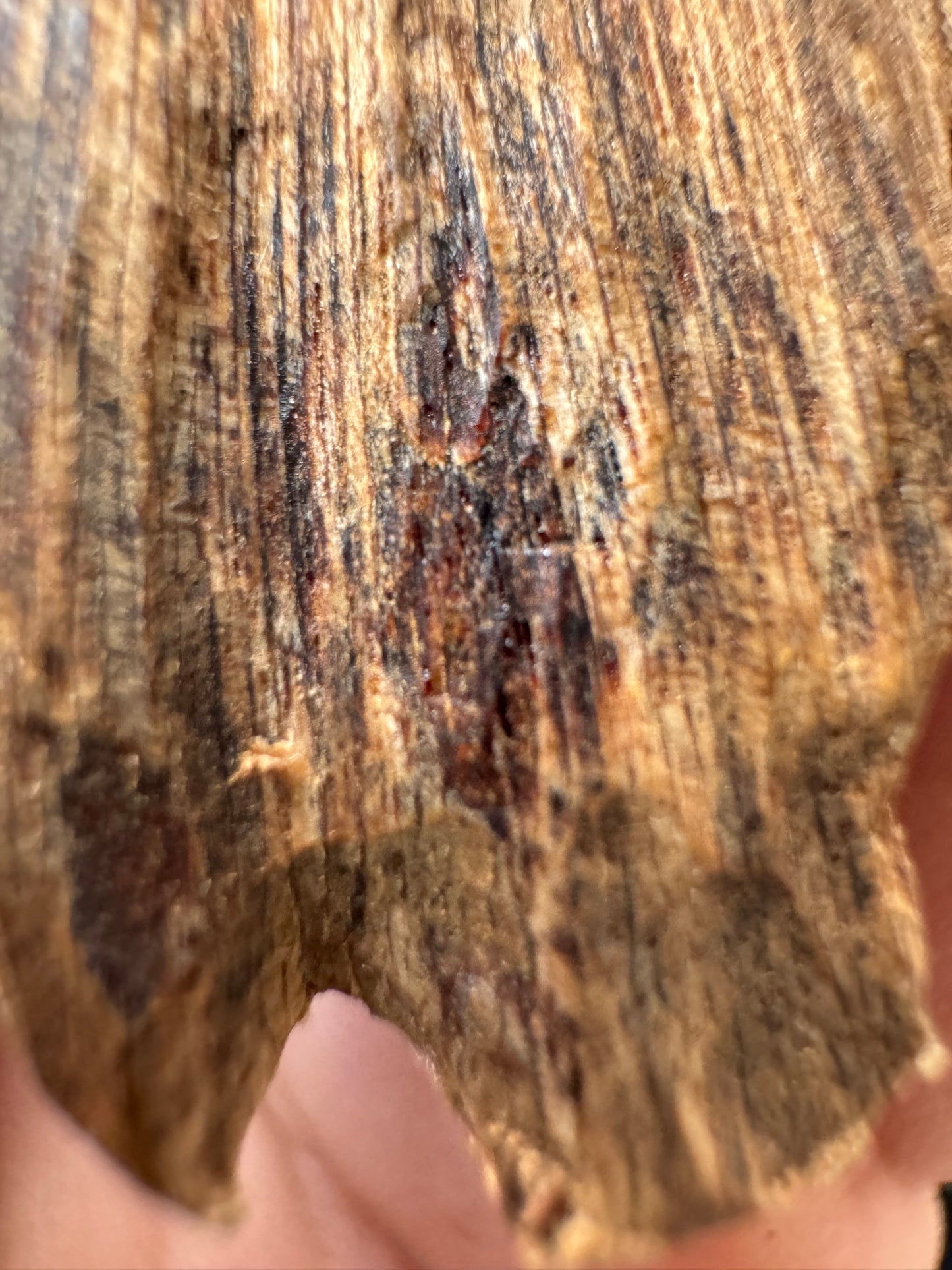 Real Ky Nam Vietnamese  , Super King Of King Agarwood, Very Rare and 1000 to 2000 years old.