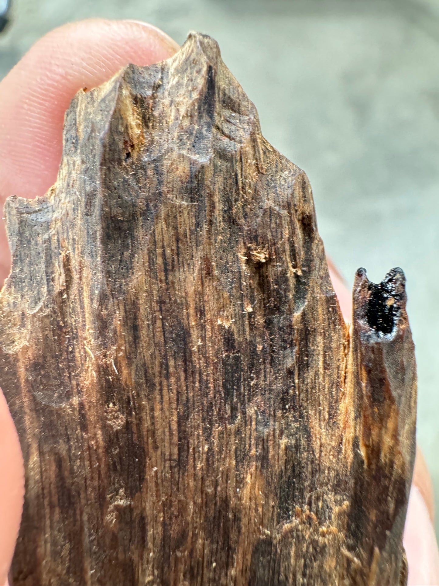 Real Ky Nam Vietnamese  , Super King Of King Agarwood, Very Rare and 1000 to 2000 years old.